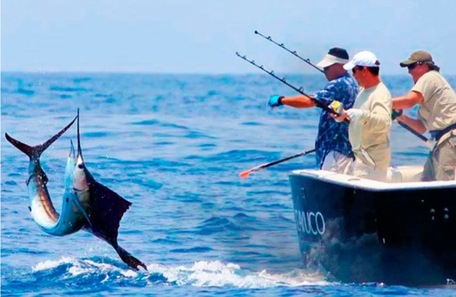 Pez vela saltando junto a la embarcación durante una jornada de pesca