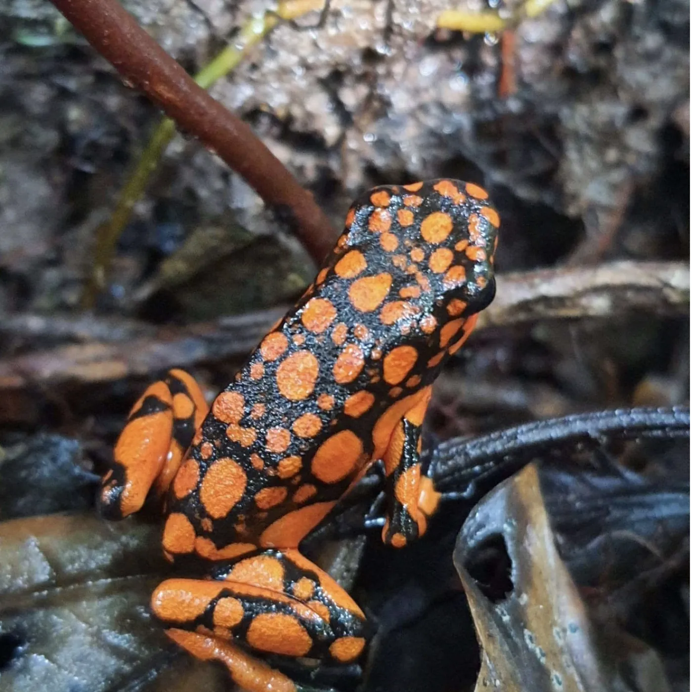 Rana arlequín del Chocó posada en la hojarasca de la selva
